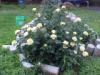 My Yellow Rose Bush